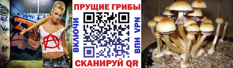 Псилоцибиновые грибы Magic Shrooms  Купить закладки  Владикавказ 